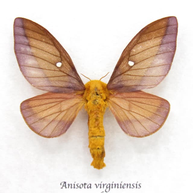 Real Pink Striped Oakworm Moth framed taxidermy - Anisota virginiensis - female