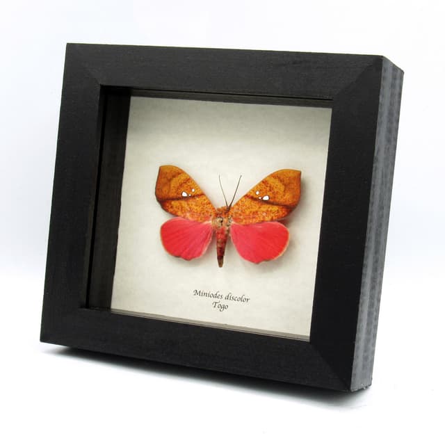 Rare hot pink fruit sucking moth framed taxidermy - Miniodes discolor