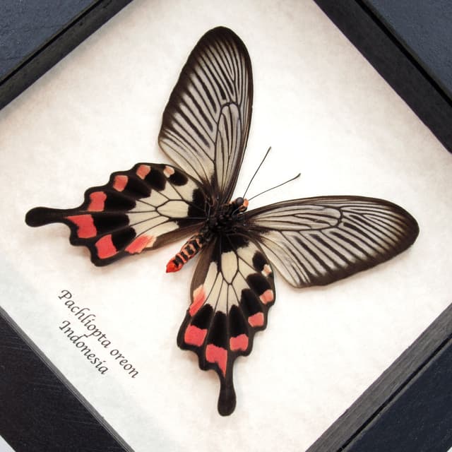 Real red Swallowtail butterfly framed taxidermy - Pachliopta oreon - female