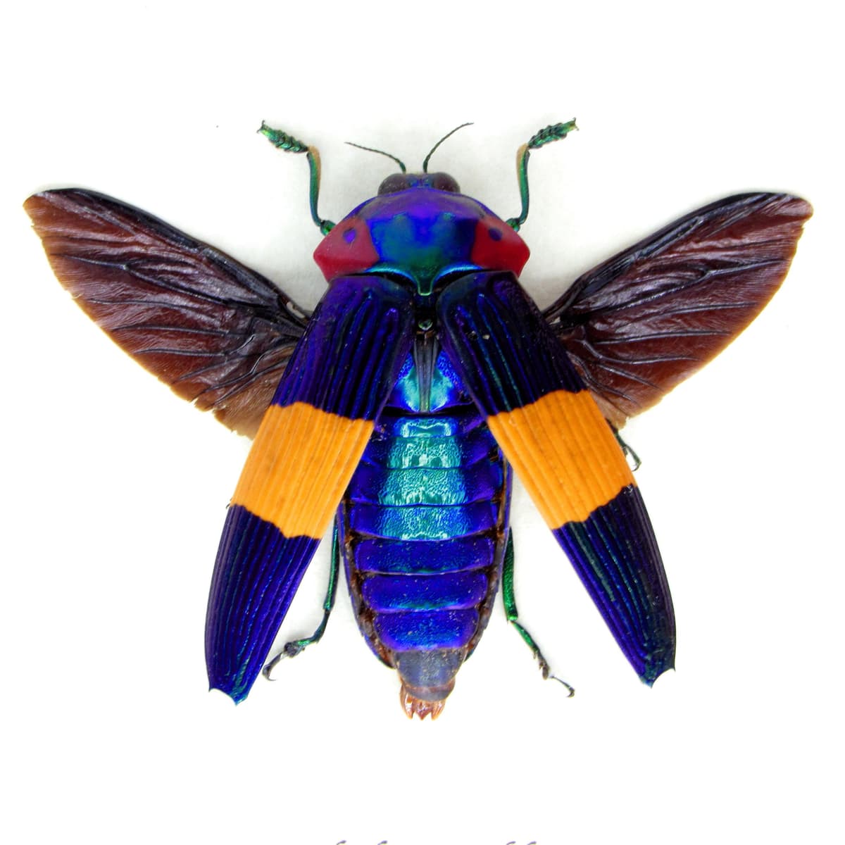 Very rare purple Jewel beetle framed specimen - Calodema ribbei