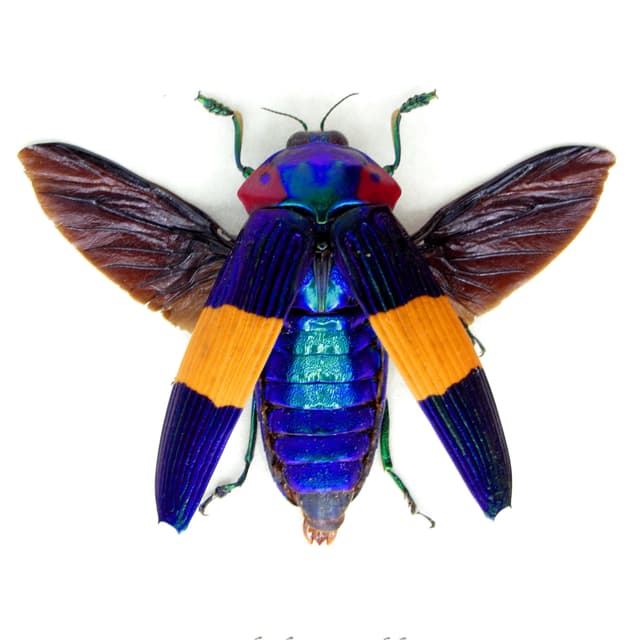 Very rare purple Jewel beetle framed specimen - Calodema ribbei