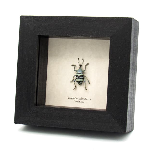 Real Weevil beetle framed taxidermy - Eupholus schoenherrii - rare pale color form