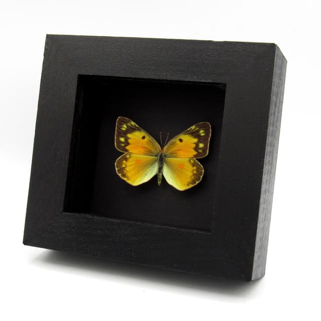 Real Orange Sulphur butterfly framed taxidermy - Colias eurytheme - female