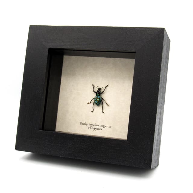 WEEVIL MANIA - Real blue beetle framed taxidermy - Pachyrhynchus congestus