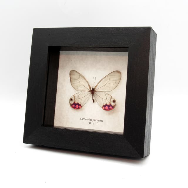 Rare pink female glasswing butterfly framed taxidermy - Cithaerias pyropina