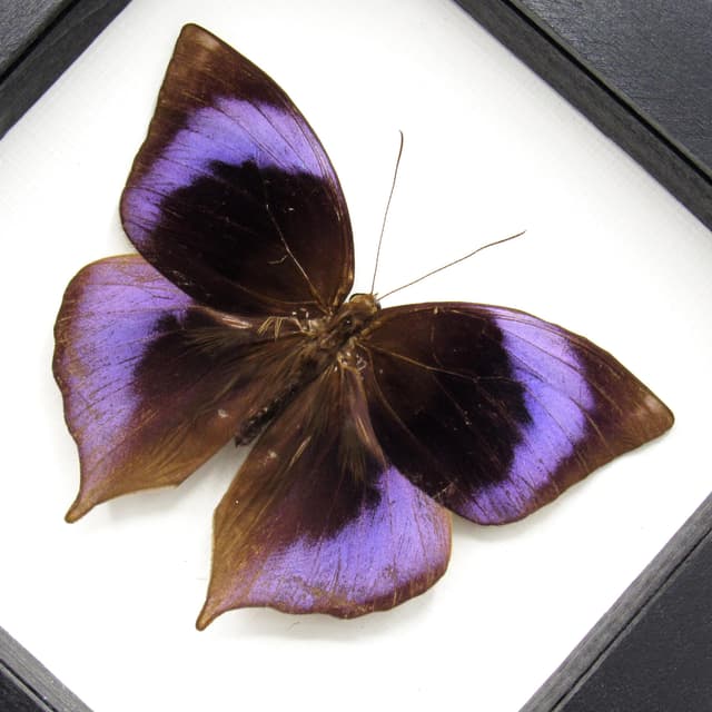 Real purple Scarce Saturn butterfly framed taxidermy - Zeuxidia doubledayi