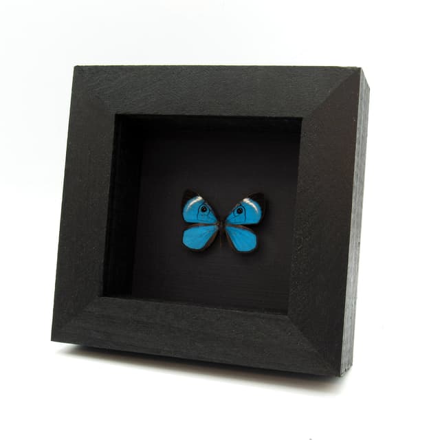 Rare metallic blue Metalmark butterfly framed taxidermy - Mesosemia loruhama