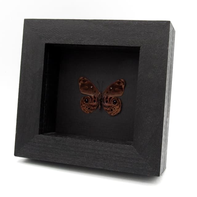 Real butterfly framed taxidermy - Eunica norica
