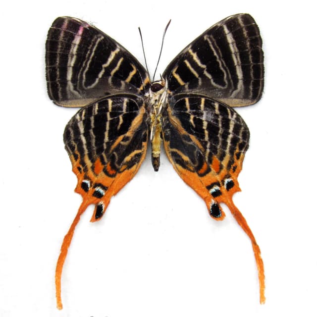 Rare long tailed orange Hairstreak butterfly framed specimen - Bindahara meeki moluccana