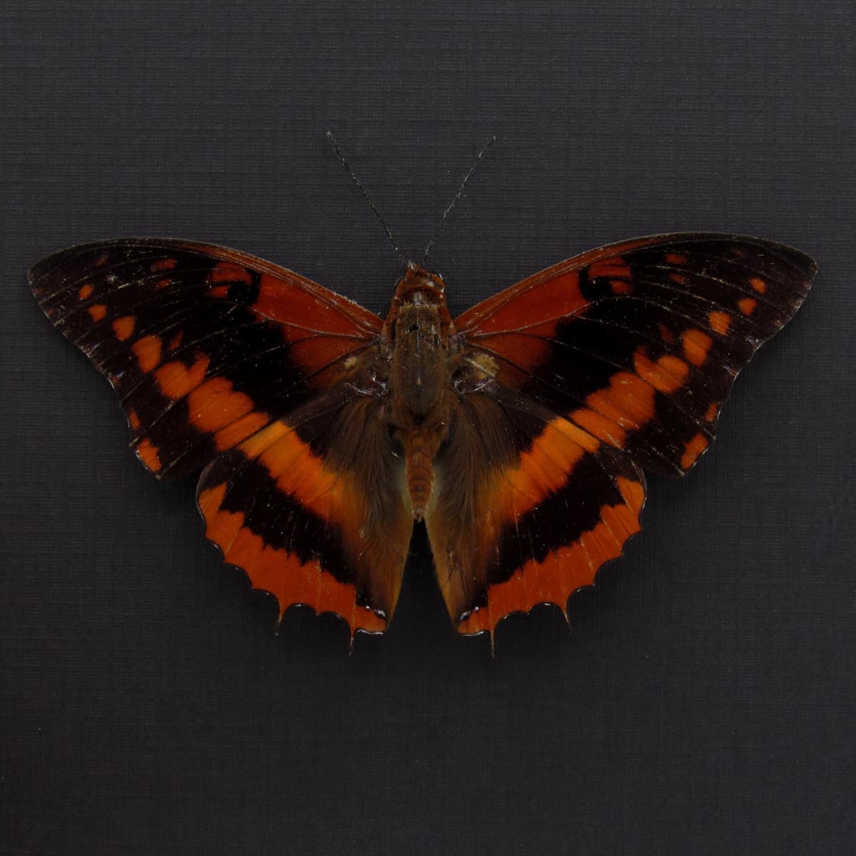Real Western Red Charaxes framed taxidermy - Charaxes cynthia - Victorian mount