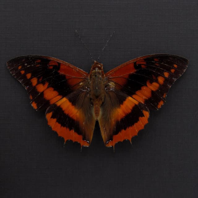 Real Western Red Charaxes framed taxidermy - Charaxes cynthia - Victorian mount