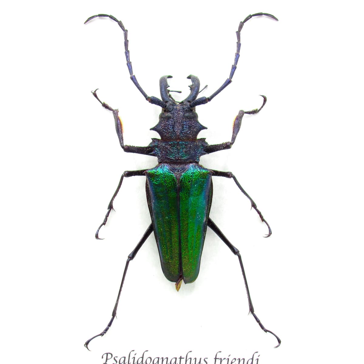 Rare metallic green Longhorn beetle framed taxidermy - Psalidognathus friendi