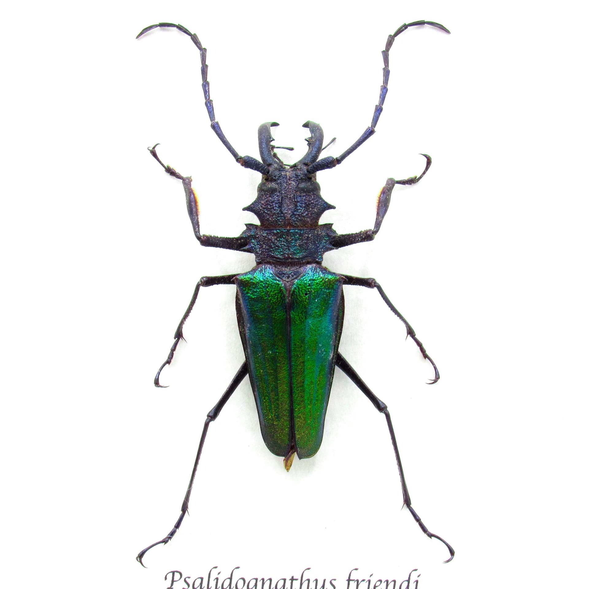 Rare metallic green Longhorn beetle framed taxidermy - Psalidognathus friendi