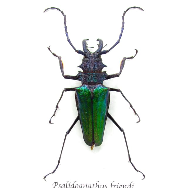 Rare metallic green Longhorn beetle framed taxidermy - Psalidognathus friendi