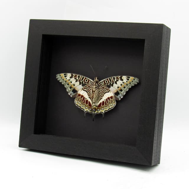 Real Giant Emperor butterfly framed taxidermy - Charaxes castor - female - Victorian mount