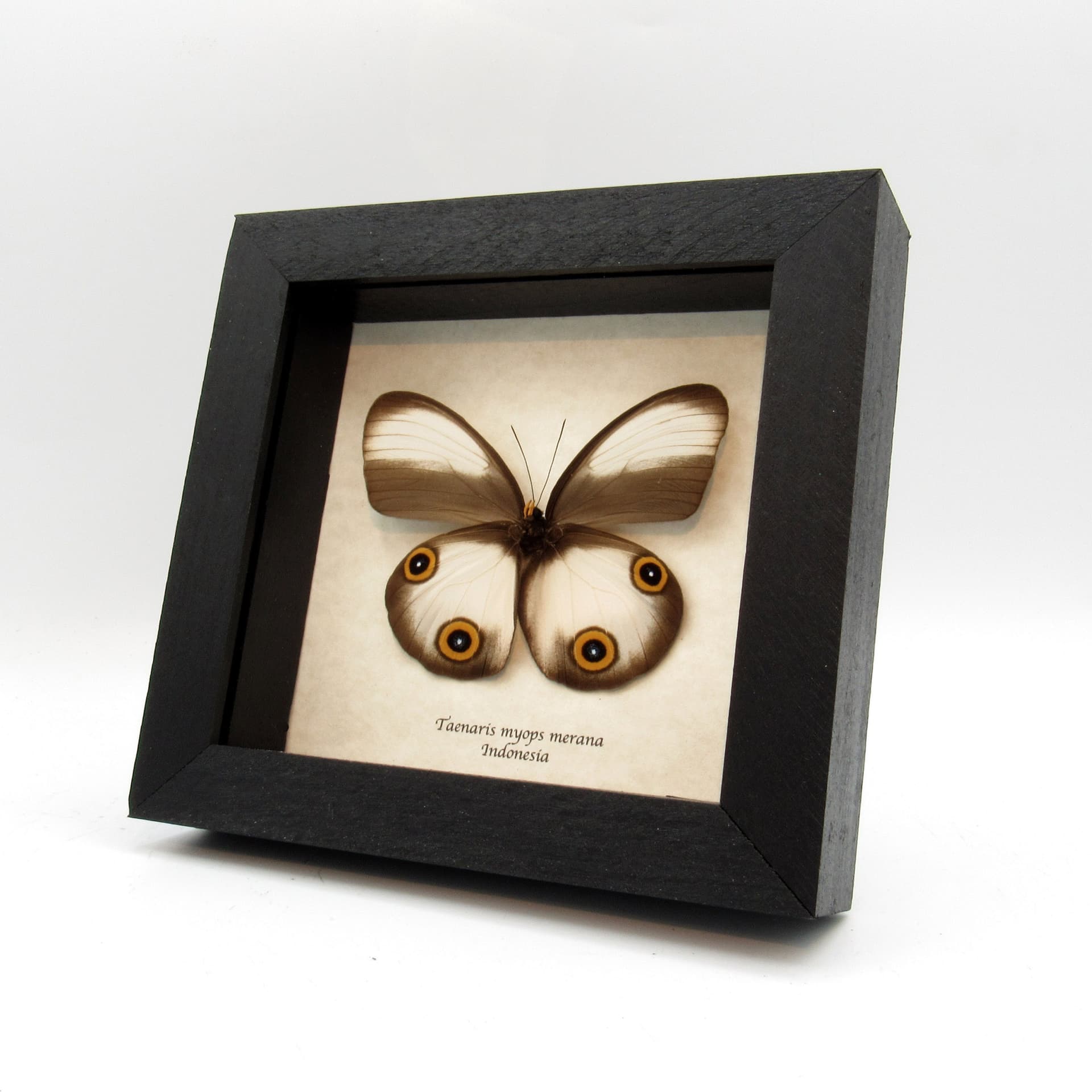 Real Owl butterfly framed taxidermy - Taenaris myops merana - female