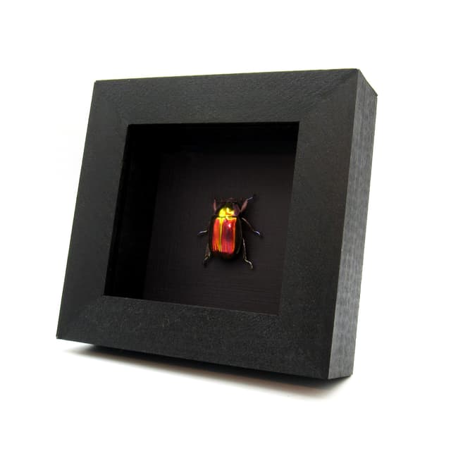 Very rare red and gold Jewel beetle framed taxidermy - Chrysina aurigans - red/gold form