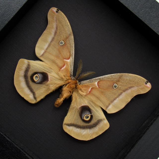 Real Polyphemus moth framed taxidermy - Antheraea polyphemus