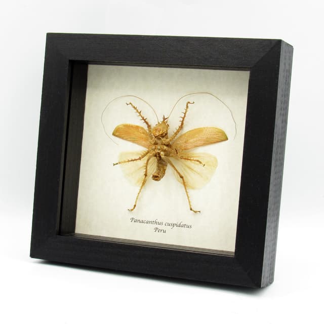 Rare Spiny Devil Katydid framed taxidermy - Panacanthus cuspidatus - orange