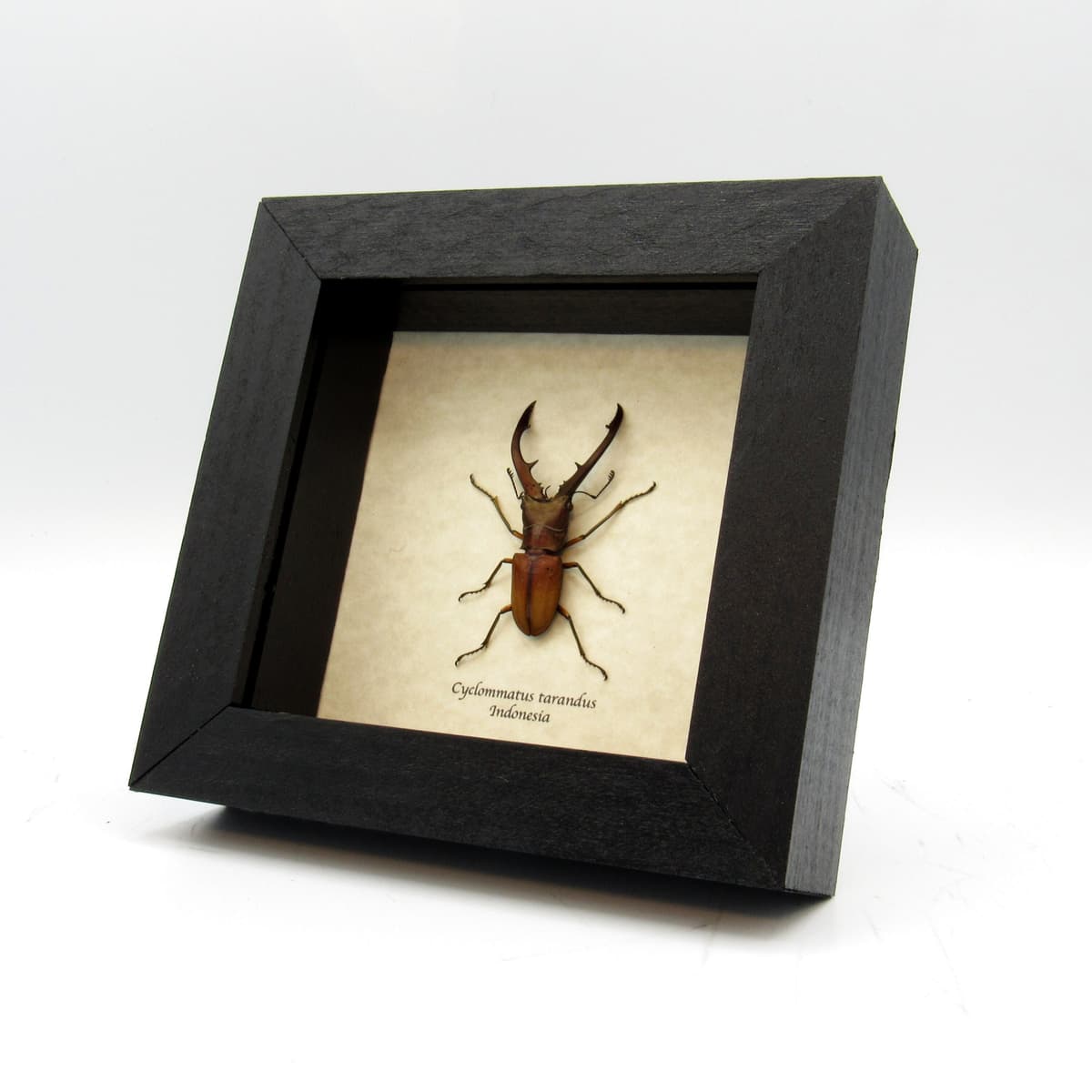 Real Stag beetle framed taxidermy - Cyclommatus tarandus