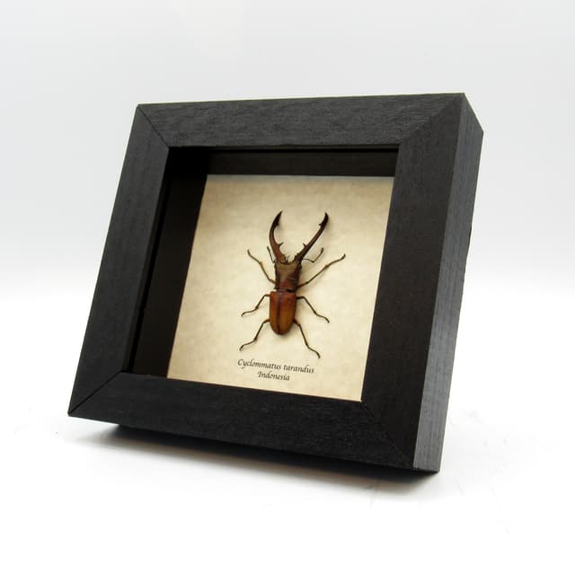 Real Stag beetle framed taxidermy - Cyclommatus tarandus
