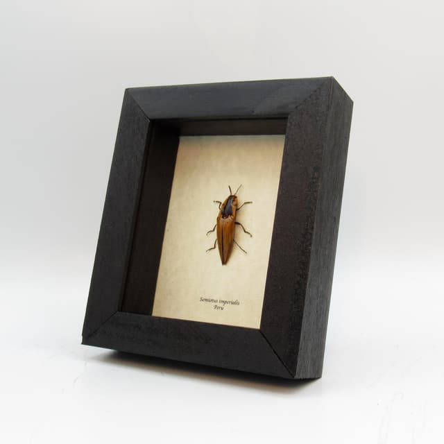 Real yellow Click beetle framed taxidermy - Semiotus imperialis