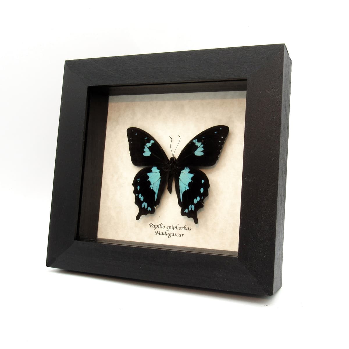 Real blue Teardrop Swallowtail butterfly framed taxidermy - Papilio epiphorbas