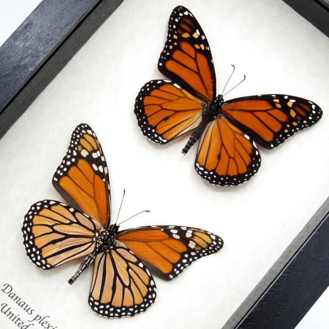 Real Monarch Pair taxidermy - Danaus plexippus - male and female