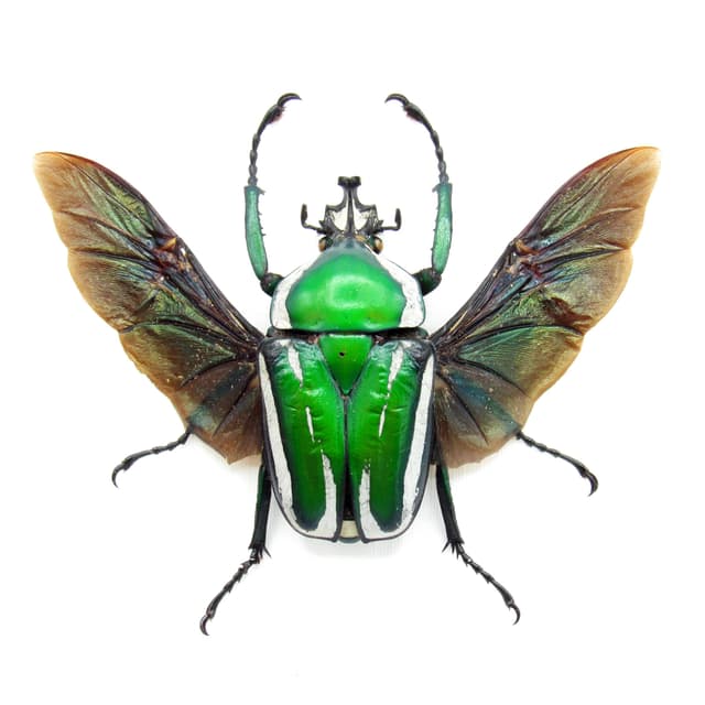 Green metallic scarab beetle framed taxidermy - Dicronorhina derbyana