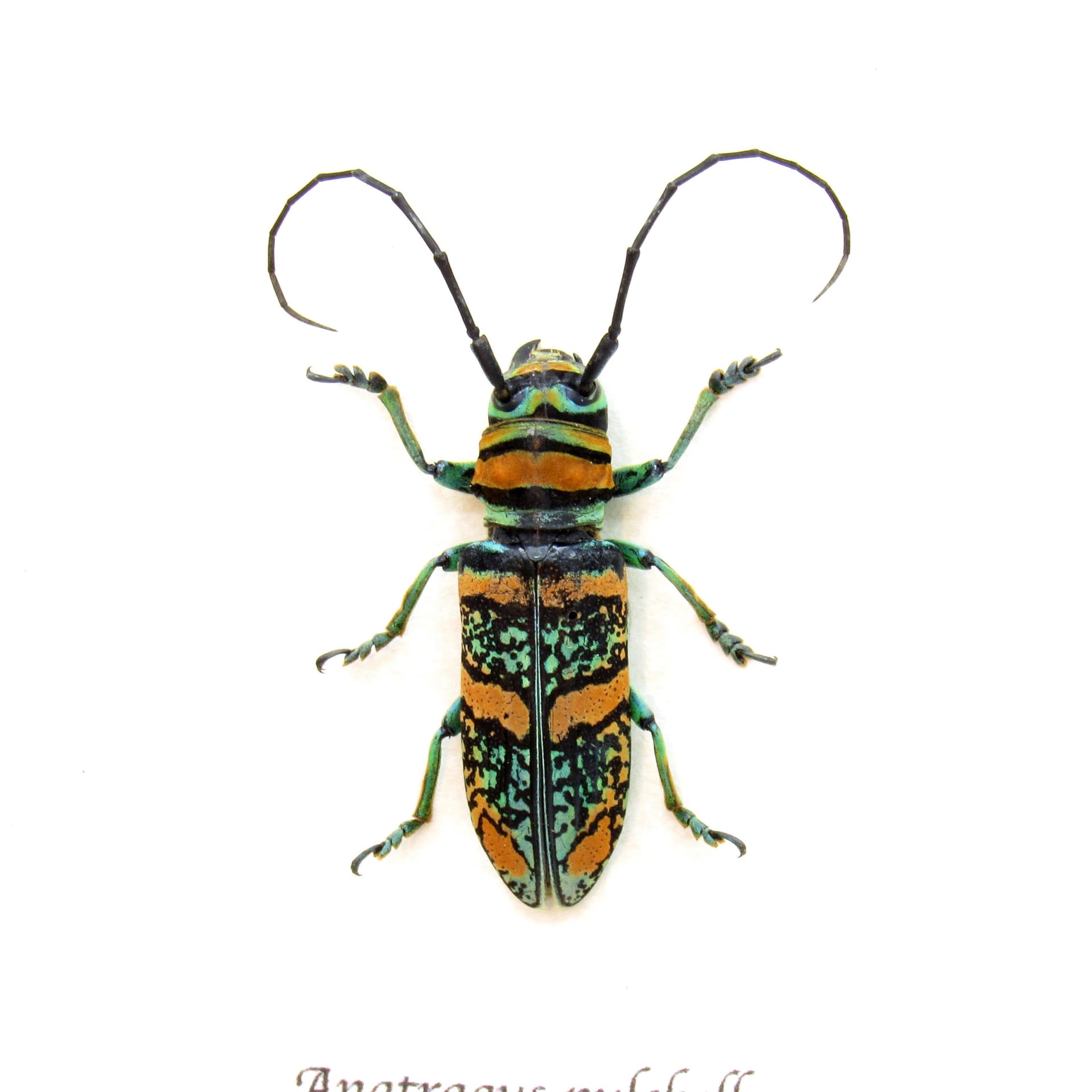 Real African Longhorn beetle framed taxidermy - Anatragus pulchellus