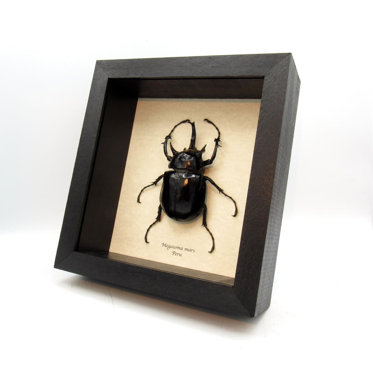 Real XL Rhinoceros beetle framed taxidermy - Megasoma mars