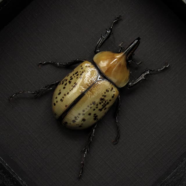 Real Eastern Hercules beetle framed taxidermy - Dynastes tityus