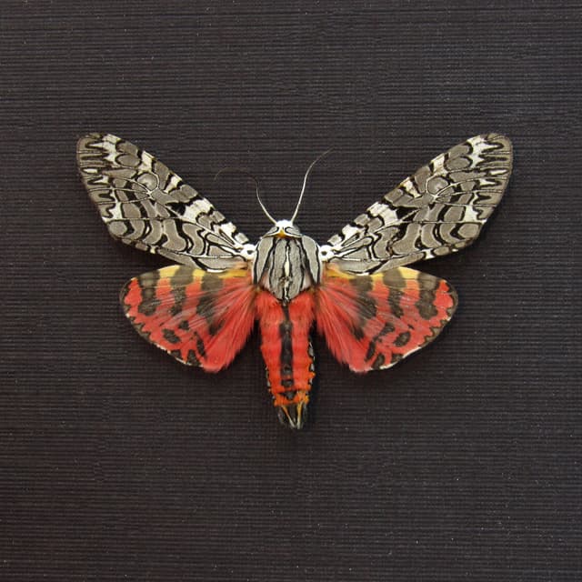 Real framed Painted Tiger Moth taxidermy - Arachnis picta - large female