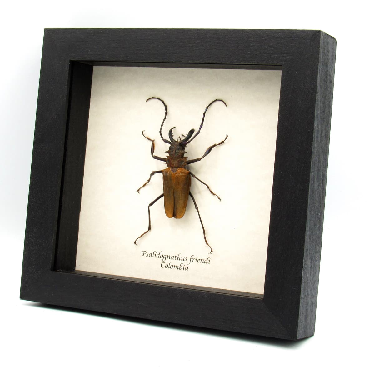 Rare metallic orange Longhorn beetle framed taxidermy - Psalidognathus friendi