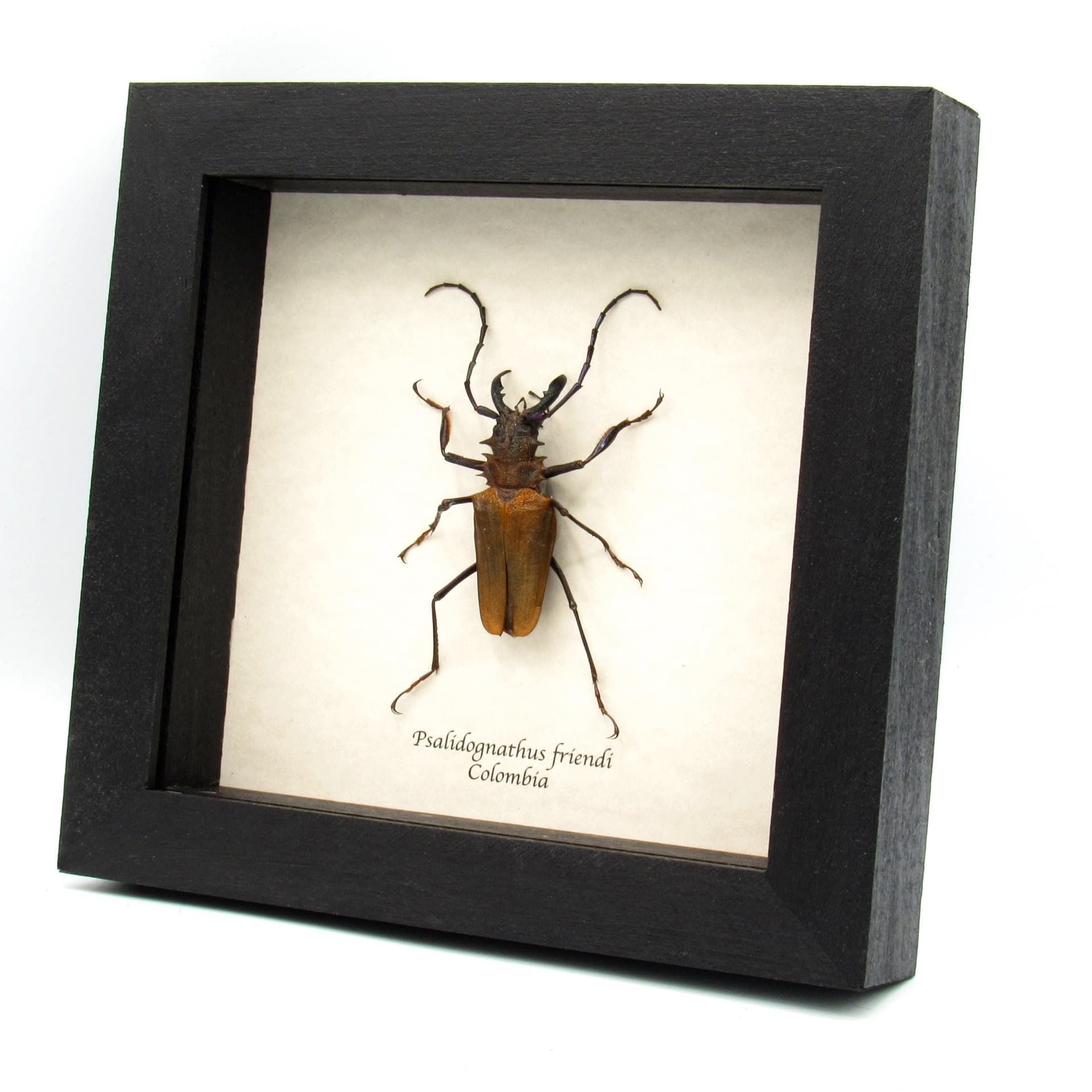 Rare metallic orange Longhorn beetle framed taxidermy - Psalidognathus friendi