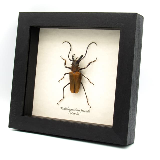 Rare metallic orange Longhorn beetle framed taxidermy - Psalidognathus friendi