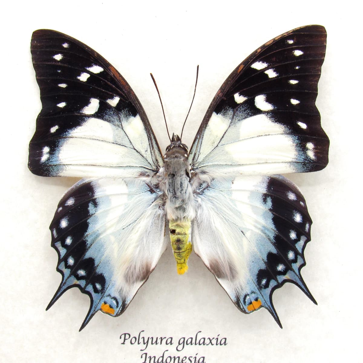 Very large rare blue Nawab butterfly framed taxidermy - Polyura galaxia