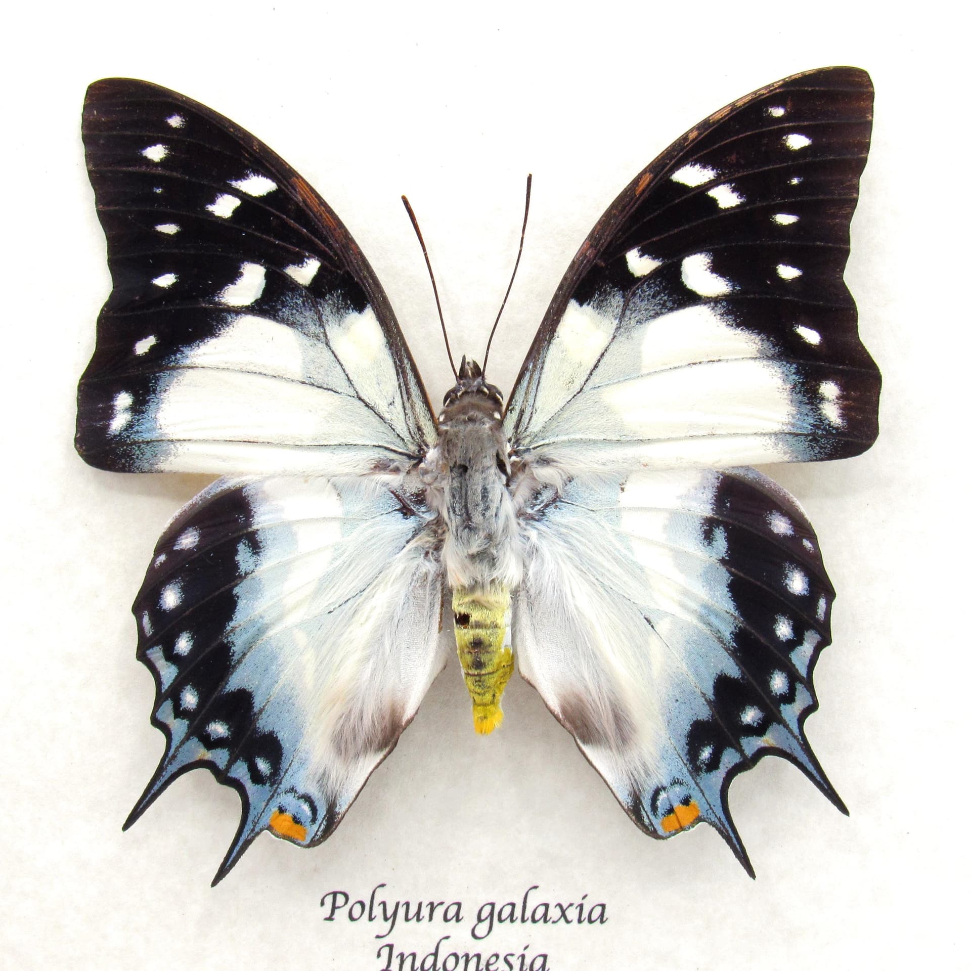Very large rare blue Nawab butterfly framed taxidermy - Polyura galaxia