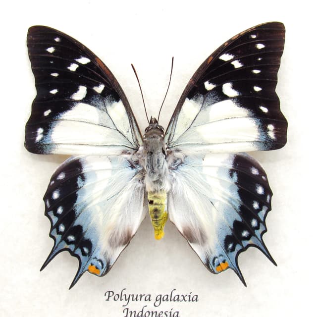 Very large rare blue Nawab butterfly framed taxidermy - Polyura galaxia