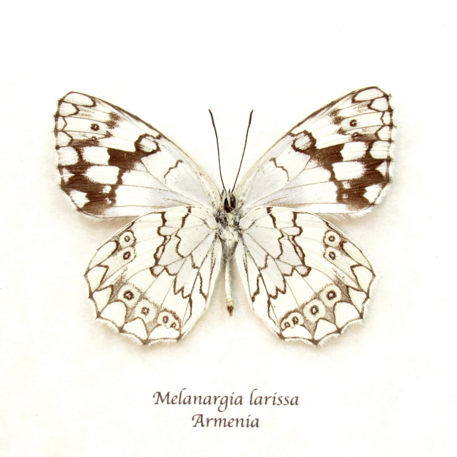 Real Balkan Marbled White butterfly framed taxidermy - Melanargia larissa