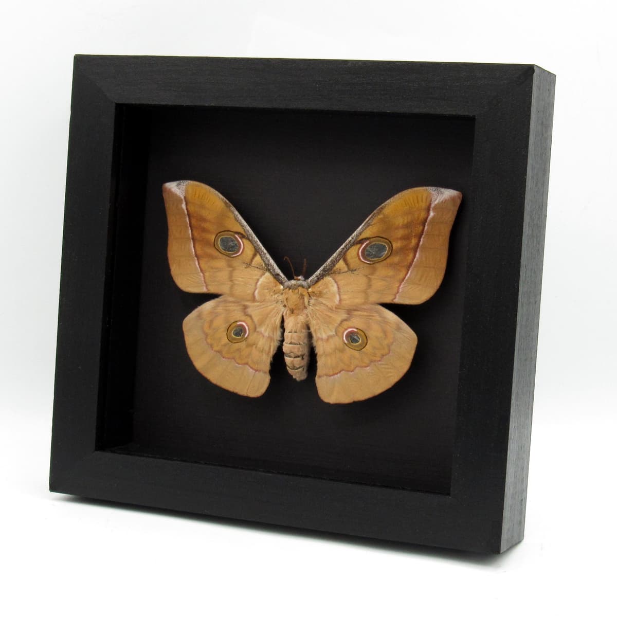 Real Giant Saturn moth framed taxidermy - Antheraea frithi - large female