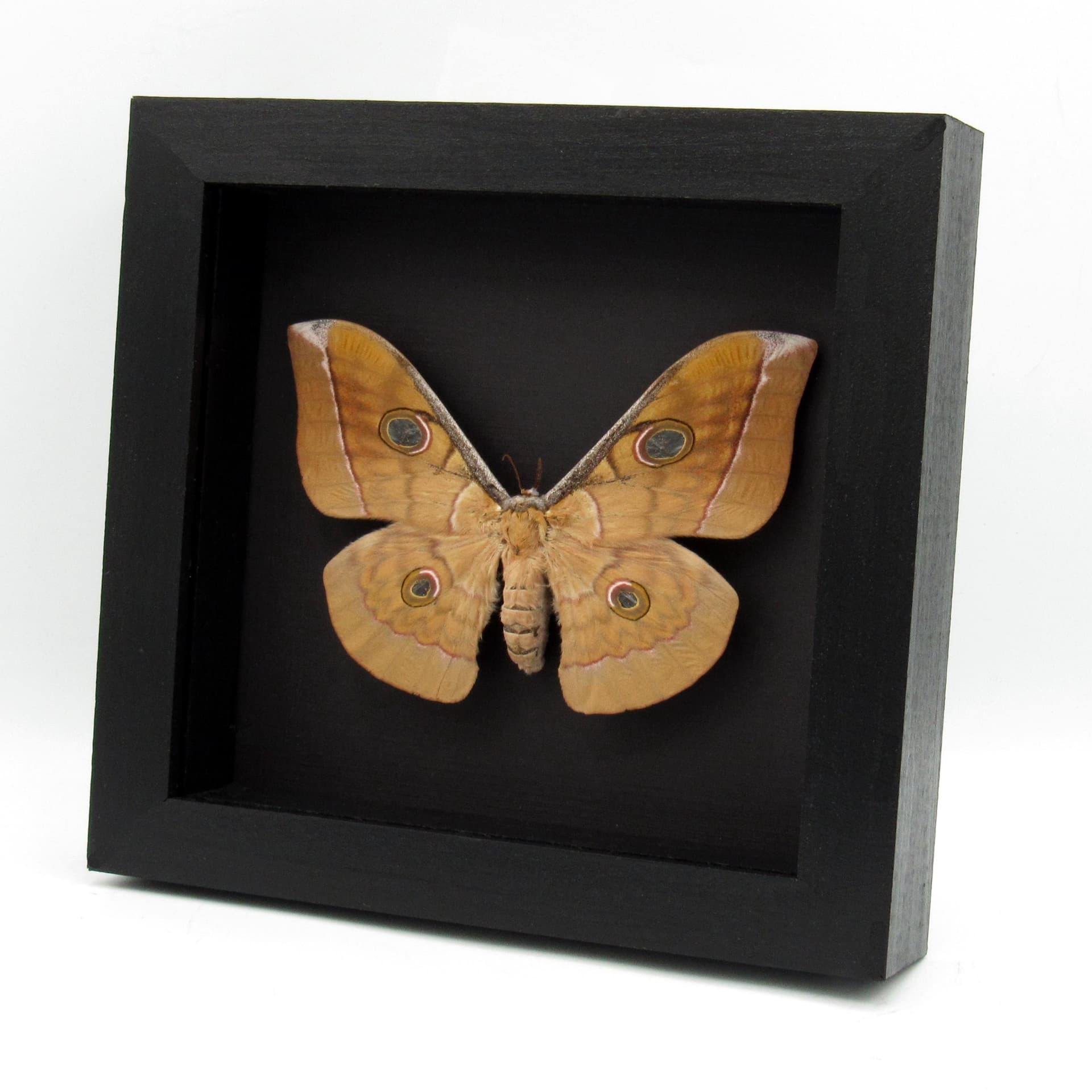 Real Giant Saturn moth framed taxidermy - Antheraea frithi - large female