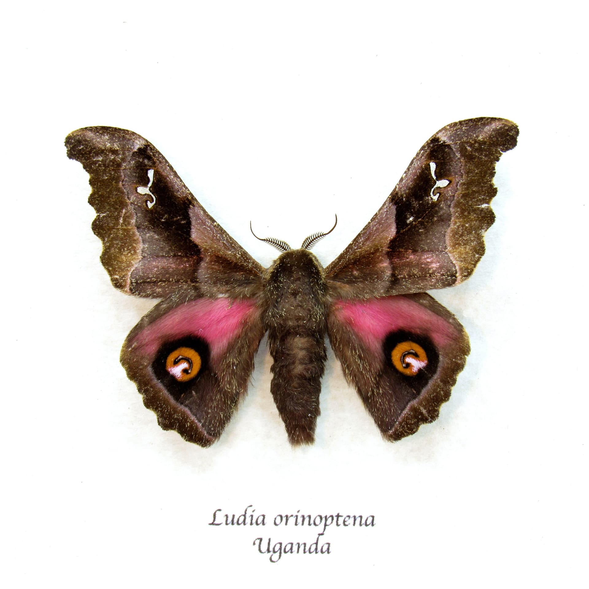 Real pink Saturn moth framed taxidermy - Ludia orinoptena