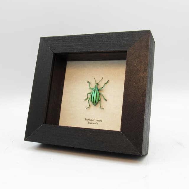Real glitter beetle framed taxidermy - Eupholus cuvieri