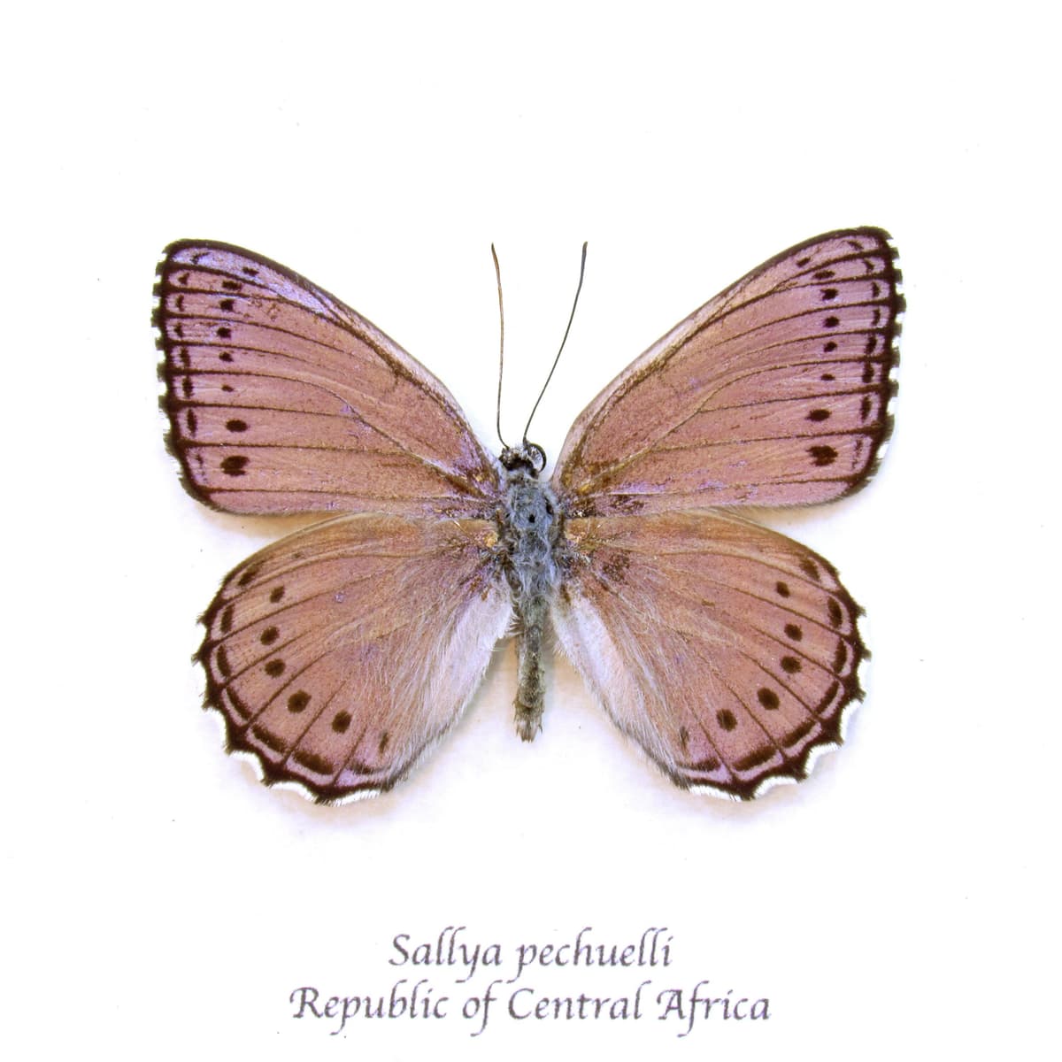 Real lavender butterfly framed taxidermy - Sallya pechuelli