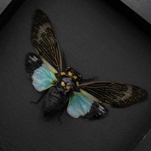 Real blue Giant Cicada framed taxidermy - Tosena splendida