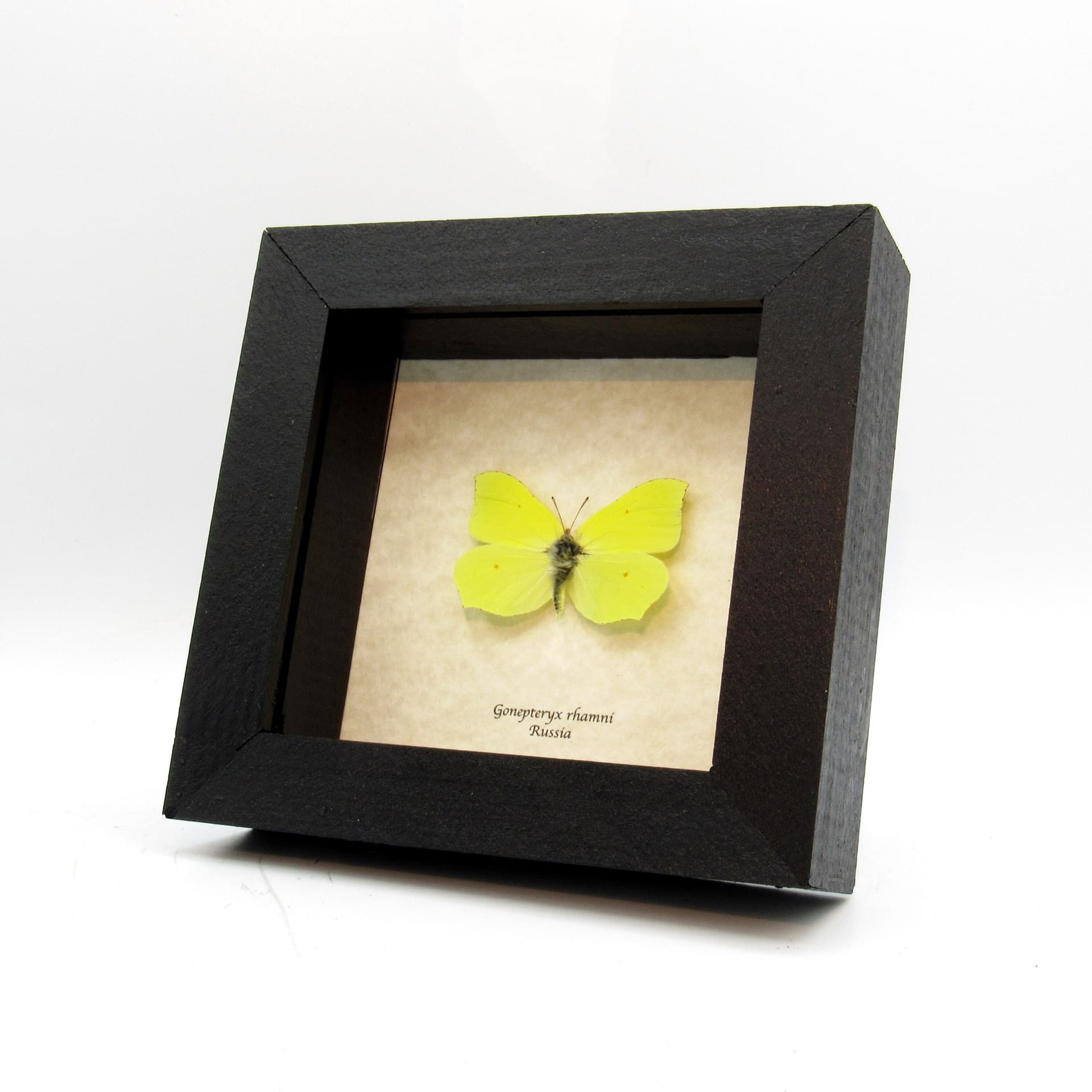 Real yellow Common Brimstone butterfly framed taxidermy - Gonepterux rhamni