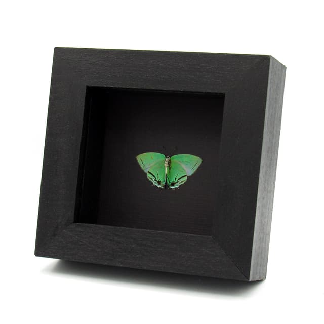 Rare green Hairstreak butterfly framed taxidermy - Paiwarria telemus - female