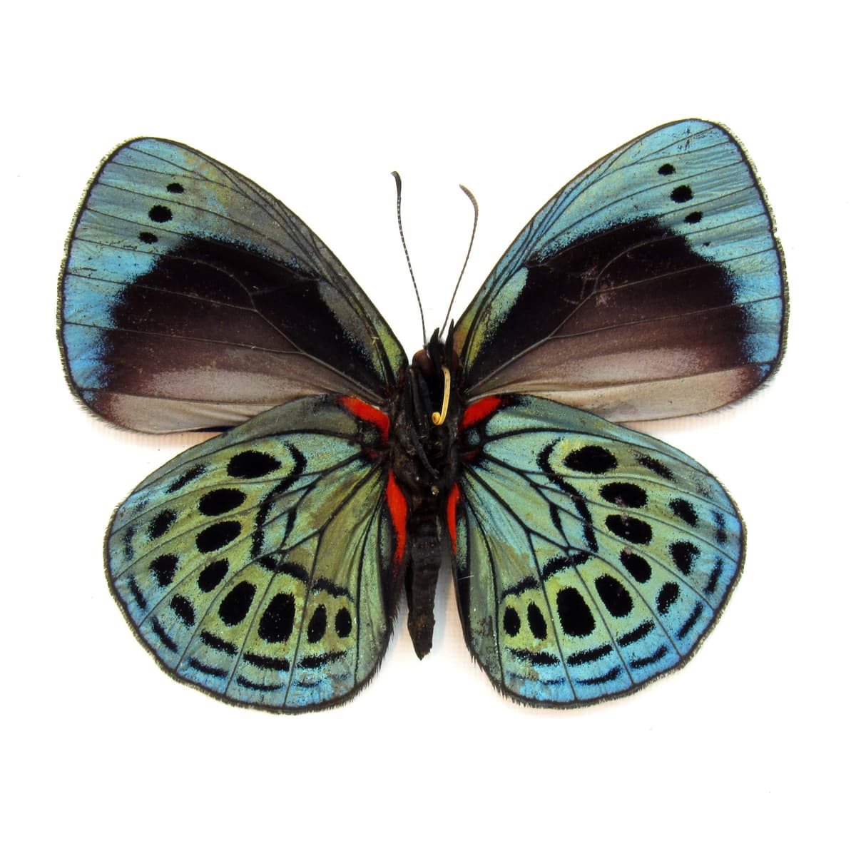 Real metallic Leprieur's glory butterfly framed taxidermy - Asterope leprieuri
