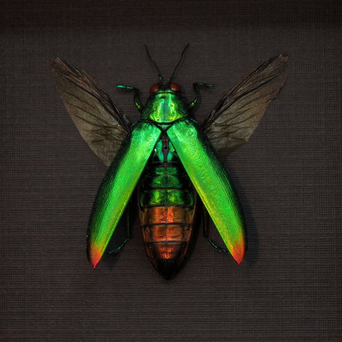 Real metallic beetle framed taxidermy - Chrysochroa aurora